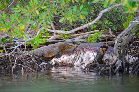Komodo dragon
