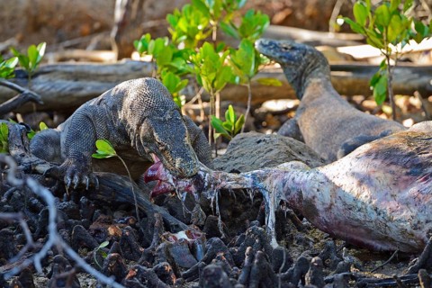 Komodo dragons