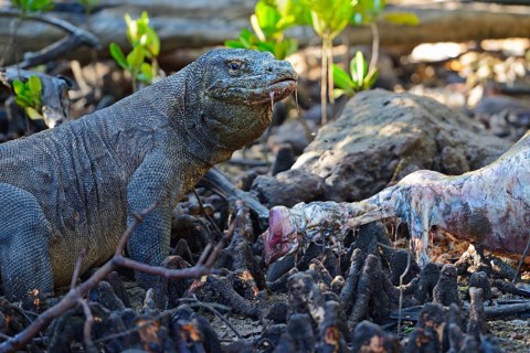 Komodo dragon