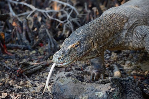 Komodo dragon