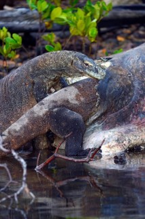 Komodo dragons