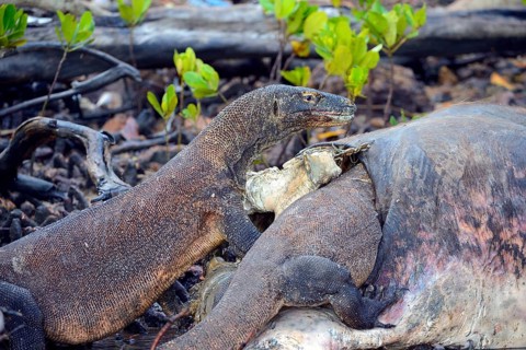 Komodo dragons