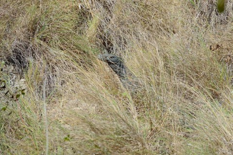 Komodo dragon