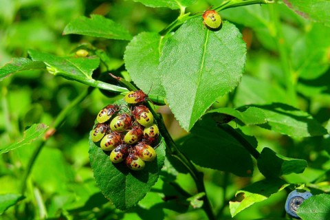 Trefoil spiny bug