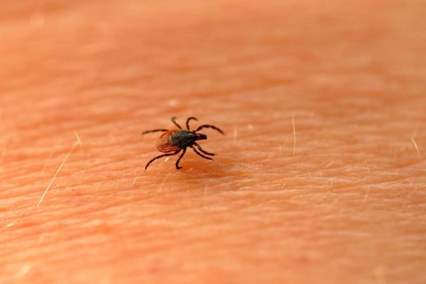 Wood tick