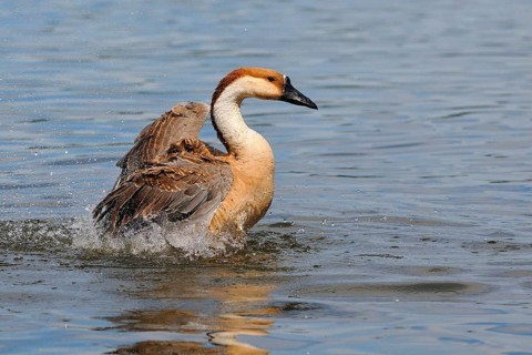 Swan Goose