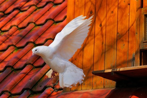 Peacock pigeon