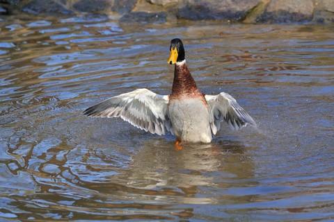 Indian Runner Duck