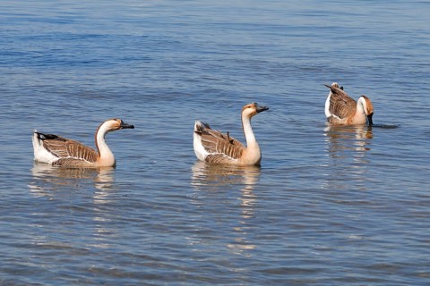 Swan Goose