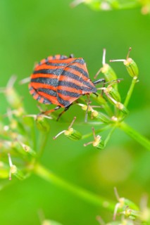 Striped bug