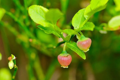 Blueberry