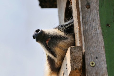 Raccoon