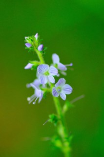 Spring hunger flowers