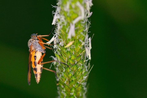Common Snipe Fly