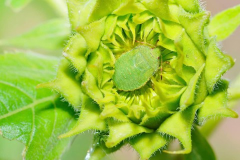 Green stink bug