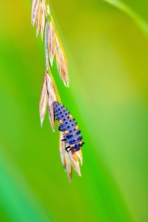 Five-spot ladybird