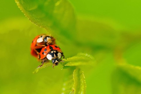 Asian ladybird