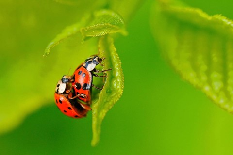 Asian ladybird