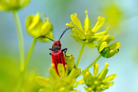 Scarlet Firebird