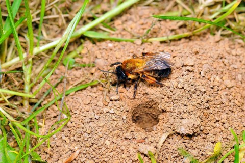 Common sand bee