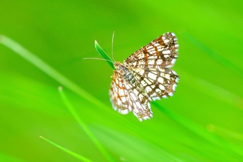 Barred heather moth