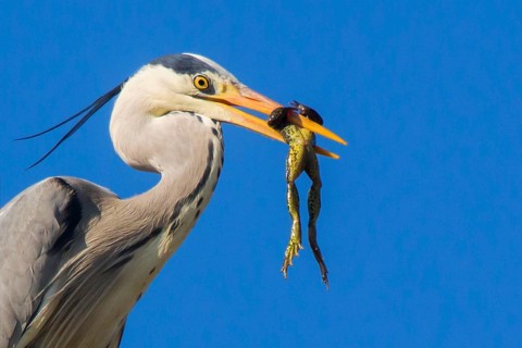 Grey heron with frog
