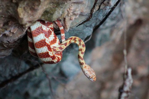 Brown Night Tree Snake