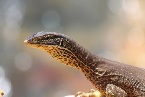 Gould's monitor lizard