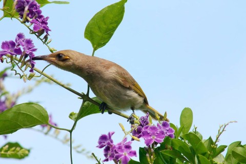Brown Honeyeater