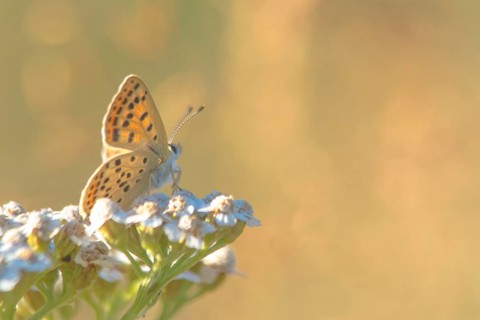 Brown fire butterfly