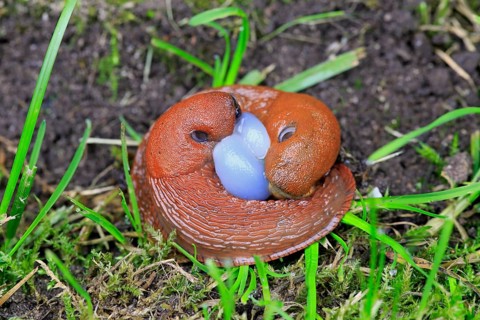 Spanish slug