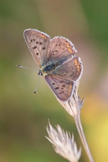 Brown fire butterfly