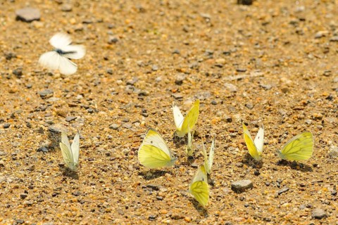 Small cabbage white butterfly