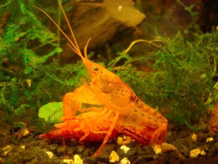 Orange Dwarf Crayfish