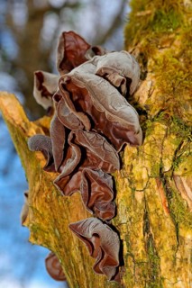 Jew's ear