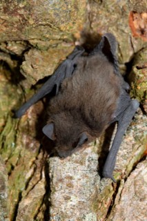 Pipistrelle