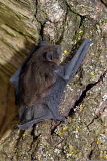 Pipistrelle