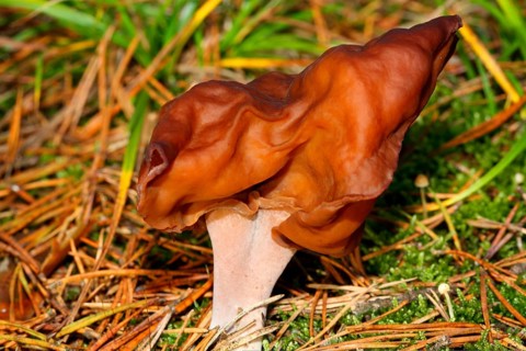 Bishop's cap