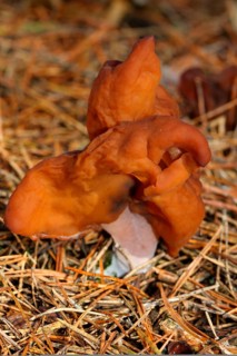 Bishop's cap