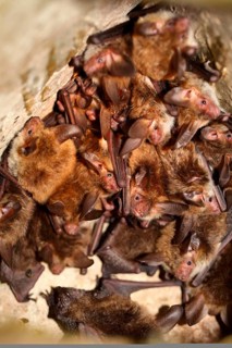 Bechstein's bat