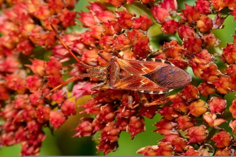 American pine bug