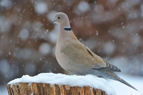 Collared dove