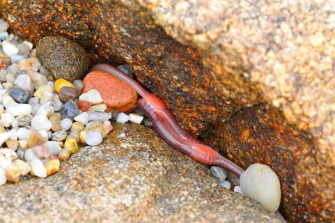 Reddish worm