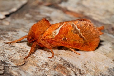 Dock rootworm