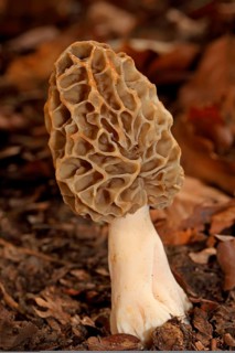 Edible morel