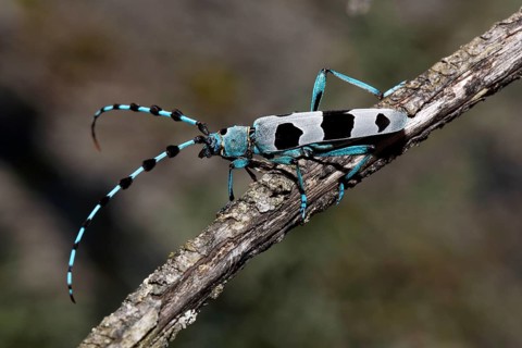 Rosalia Longicorn