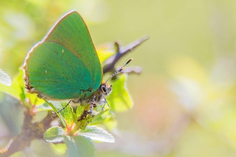 Green hawk moth