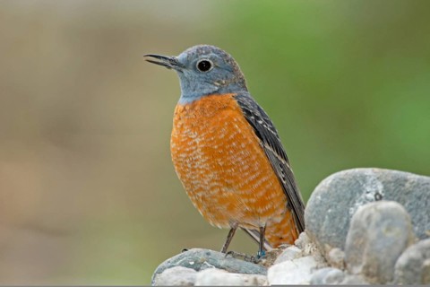 Common Skirt Thrush