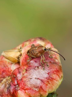 Acorn borer