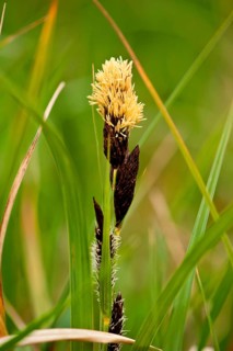 Marsh Sedge